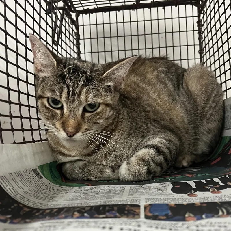 An adult medium-sized female Brown / Chocolate Domestic Short Hair cat named Lana for adoption in Edinburg, TX