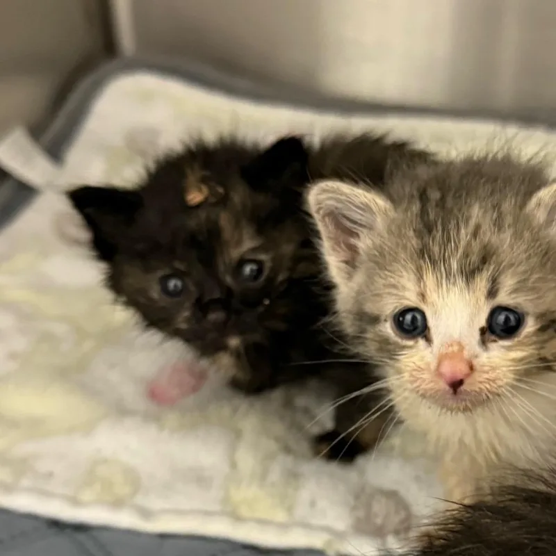 A baby small-sized female Black Domestic Short Hair cat named Rollie Pollie for adoption in Spring Hill, KS