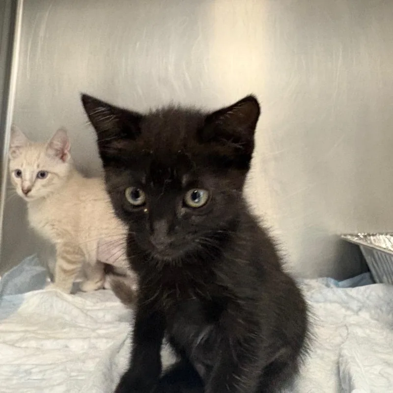 A baby small-sized female Black Domestic Short Hair cat named Vanilla for adoption in West Palm Beach, FL