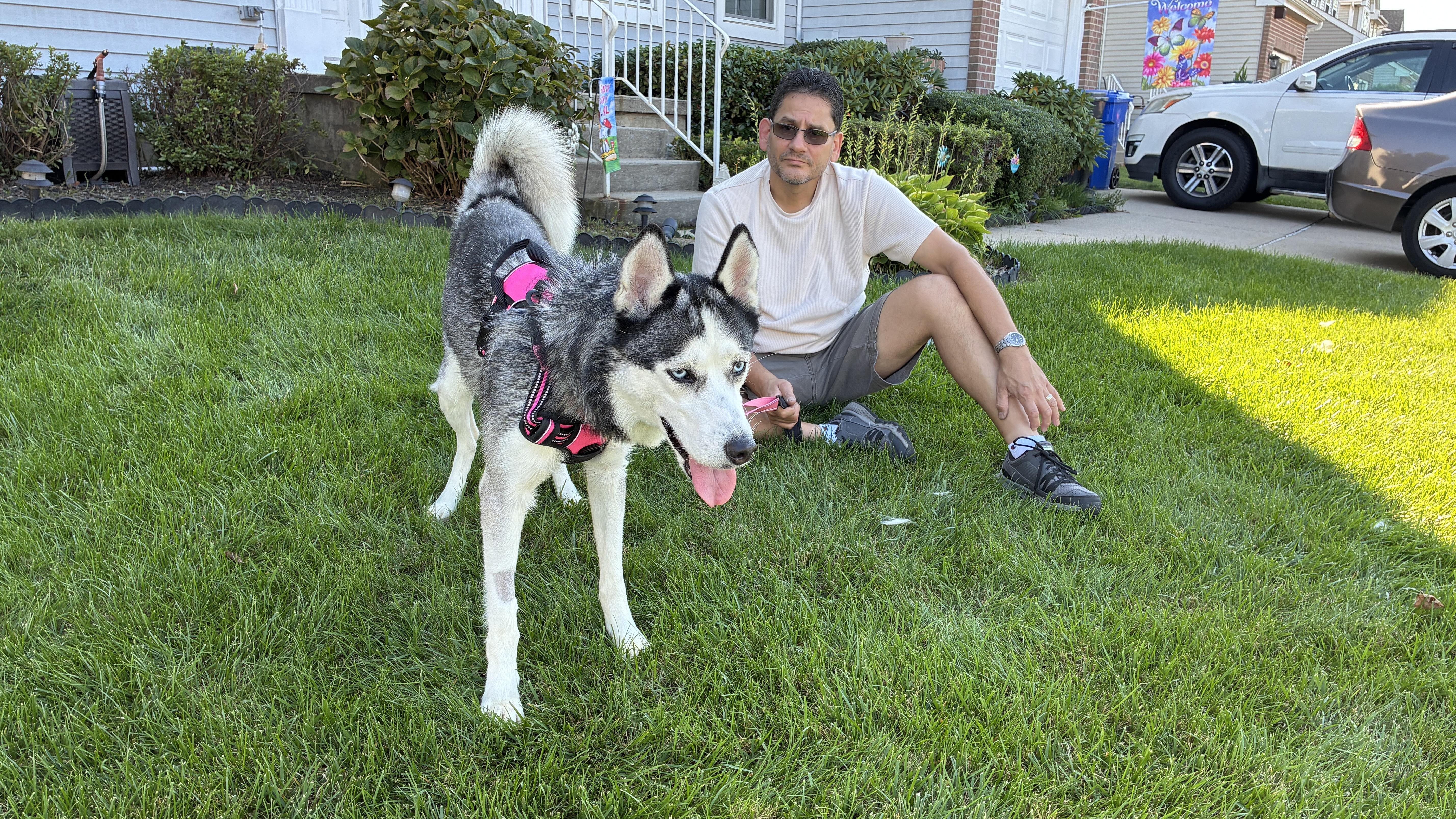 A young medium-sized female Siberian Husky dog named Luna Tula for adoption in New York, NY