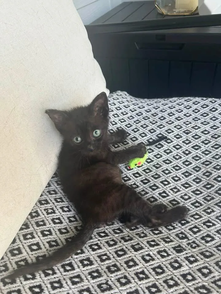 A baby small-sized female American Shorthair cat named Caisha for adoption in EAST PALATKA, FL