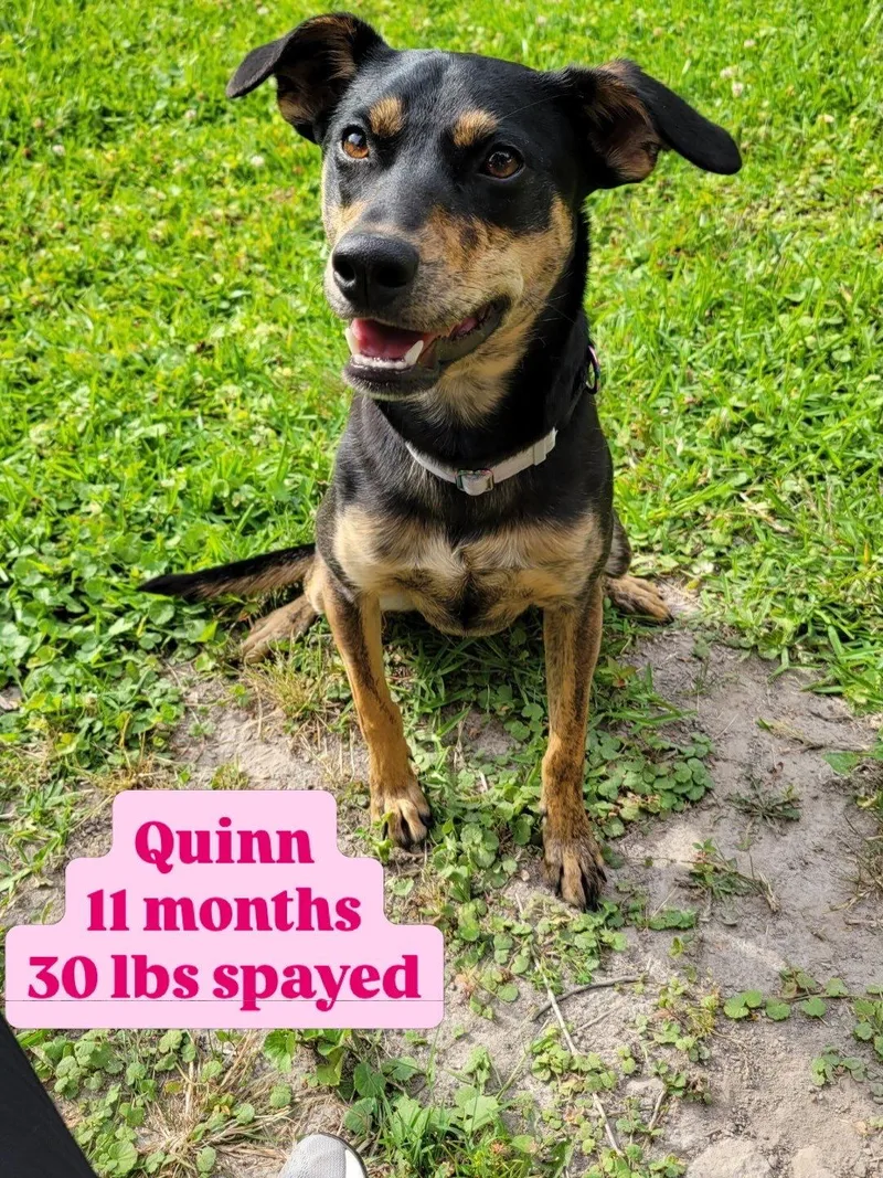 Quinn