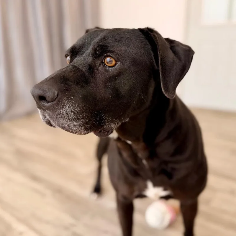 An adult large-sized male Black Labrador Retriever dog named Dude for adoption in Green Bay, WI