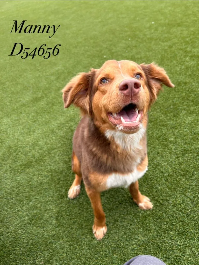 A young medium-sized male Mixed Breed dog named Manny for adoption in Clarksville, TN