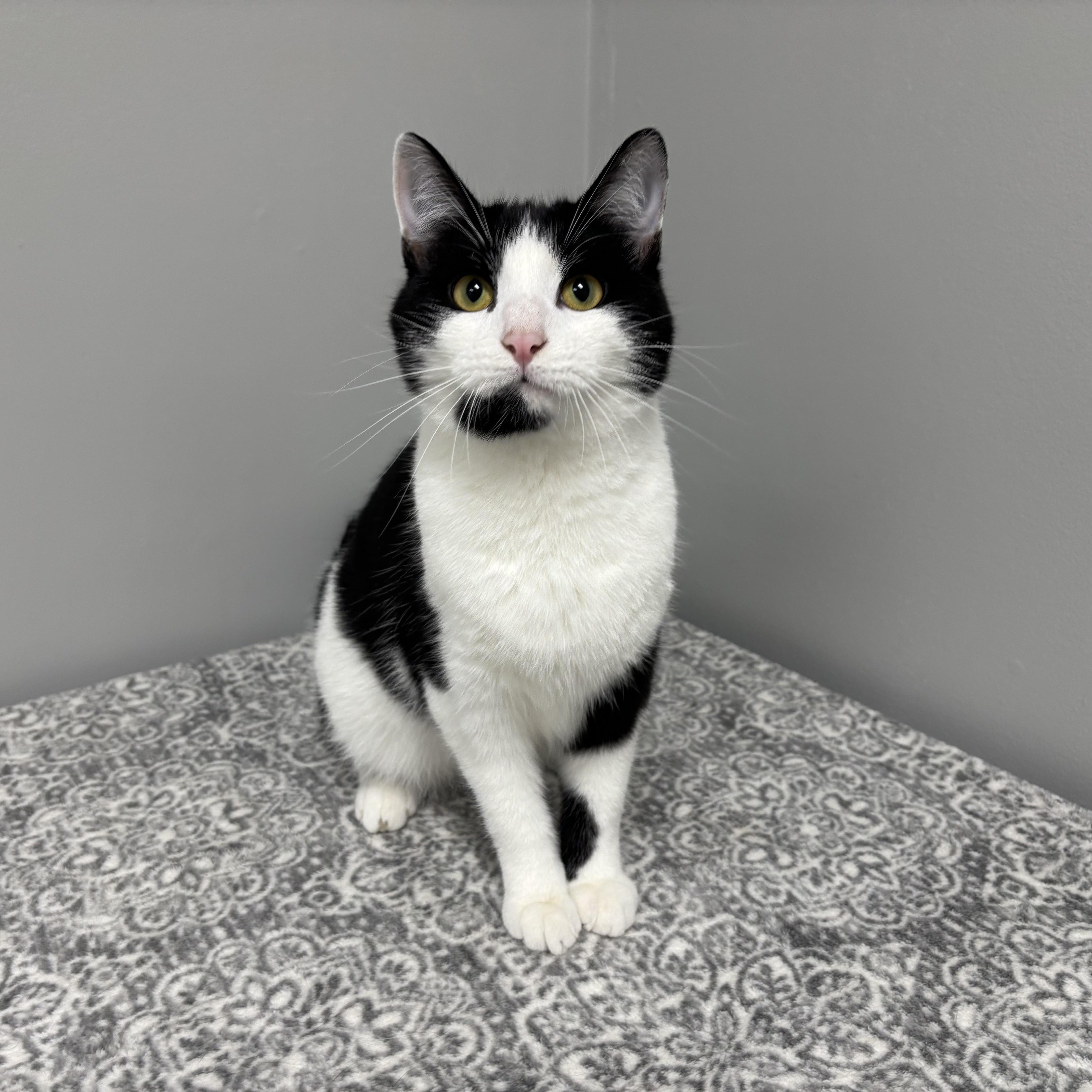 A young medium-sized male Black & White / Tuxedo Domestic Short Hair cat named Leon for adoption in Frankfort, IN