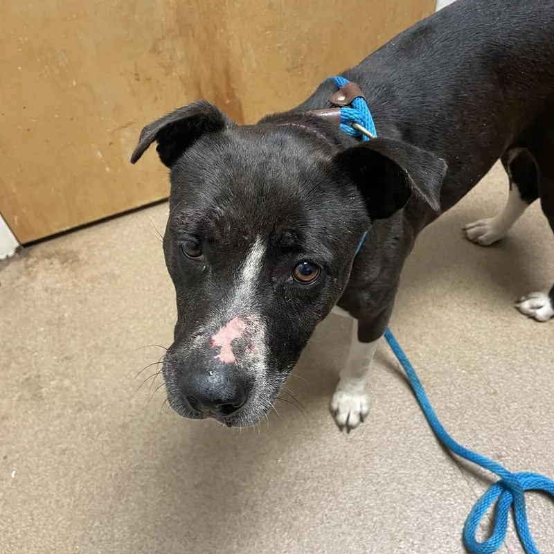 An adult medium-sized female Black Mixed Breed dog named Thelma for adoption in Chattanooga, TN