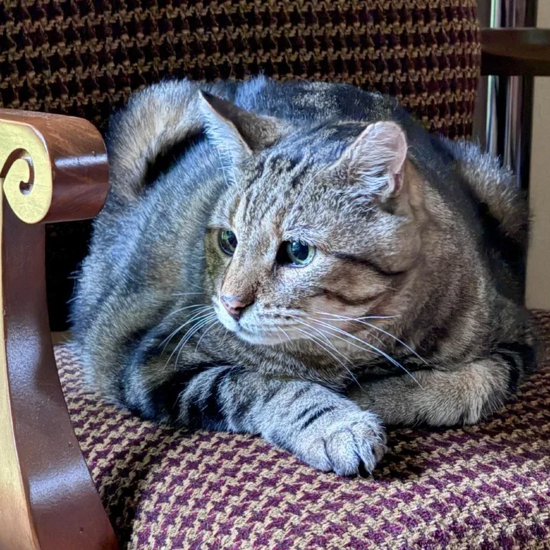 A senior large-sized male Brown / Chocolate Domestic Short Hair cat named Leon for adoption in Woodinville, WA