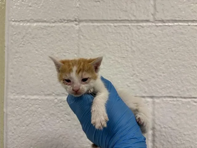 A baby small-sized female Domestic Short Hair cat named Clover for adoption in Thousand Palms, CA