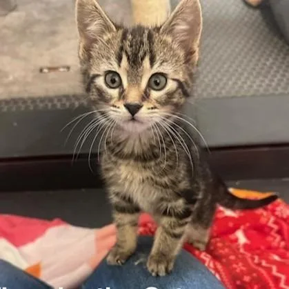 A baby small-sized female Brown / Chocolate Domestic Short Hair cat named Thunder The Cat C for adoption in Princeton, MN