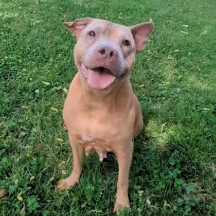 A senior large-sized female Yellow / Tan / Blond / Fawn Mixed Breed dog named Daphne for adoption in Ashtabula, OH