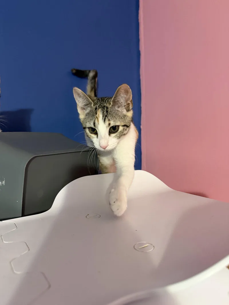 A baby medium-sized female Domestic Short Hair cat named Bugatti for adoption in Stewartsville, NJ