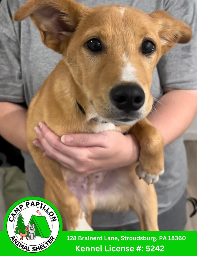 A young medium-sized male Mixed Breed dog named Leonardo for adoption in Stroudsburg, PA