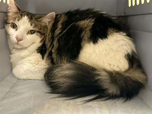 An adult small-sized female Domestic Short Hair cat named A for adoption in Sacramento, CA