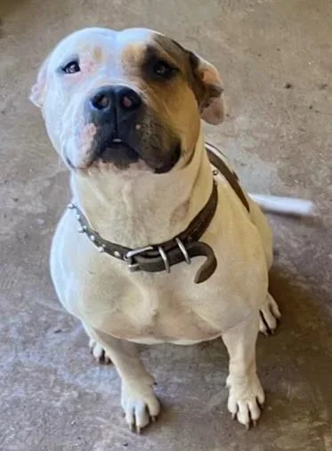 An adult medium-sized female Pit Bull Terrier dog named Skye for adoption in Atlanta, GA