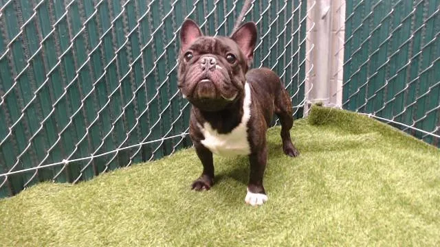 An adult medium-sized male French Bulldog dog named Shop for adoption in Downey, CA