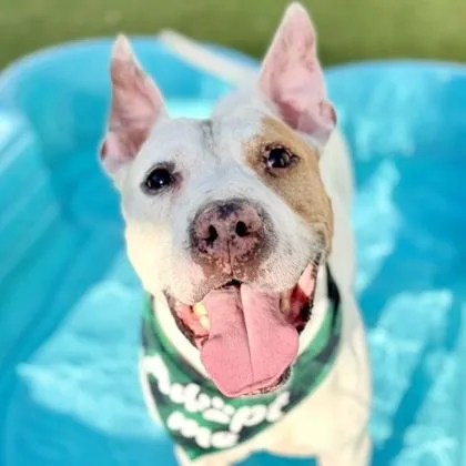 An adult large-sized male Mixed Breed dog named Ace for adoption in Largo, FL