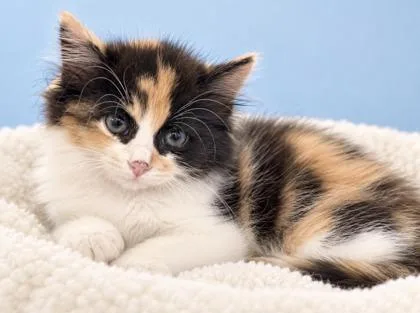 A baby small-sized female Domestic Medium Hair cat named Dahlia for adoption in Morton Grove, IL
