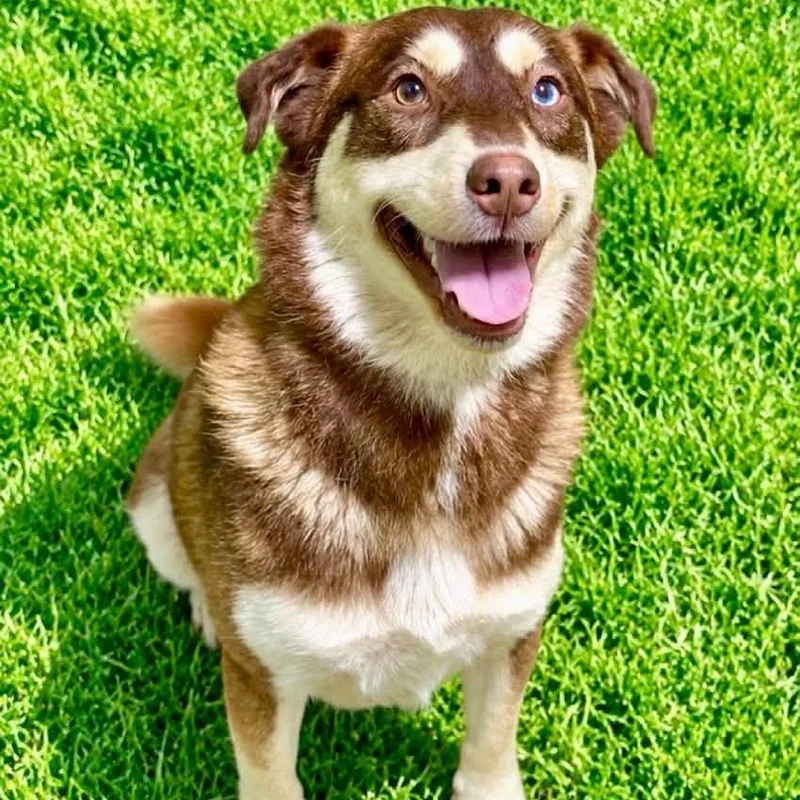 Sampson