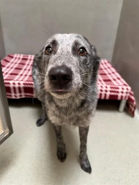 A young medium-sized male Australian Cattle Dog / Blue Heeler dog named Remy for adoption in Lees Summit, MO