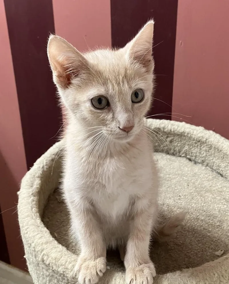 A baby small-sized male Domestic Short Hair cat named Houston  Et for adoption in Greenville, SC