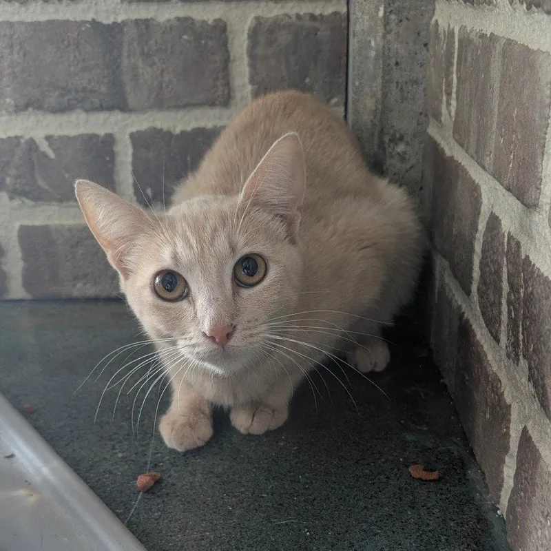 A young small-sized female Orange / Red Domestic Short Hair cat named Chel for adoption in Chico, CA