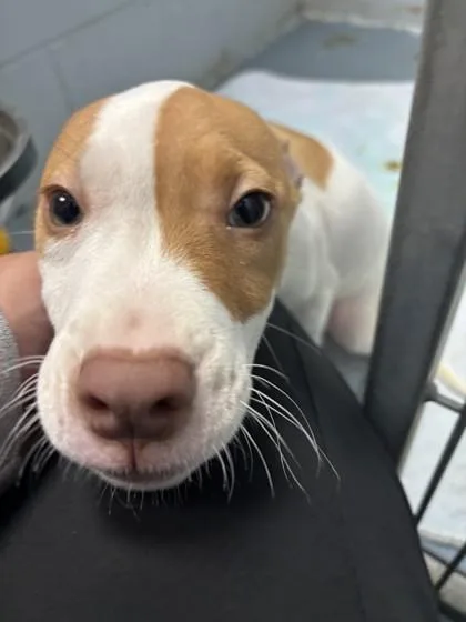 A young medium-sized male White / Cream Pit Bull Terrier dog named Joshua for adoption in Lafayette, IN