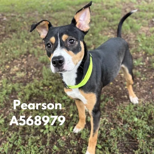 An adult medium-sized female Pit Bull Terrier dog named Pearson for adoption in Huntsville, AL