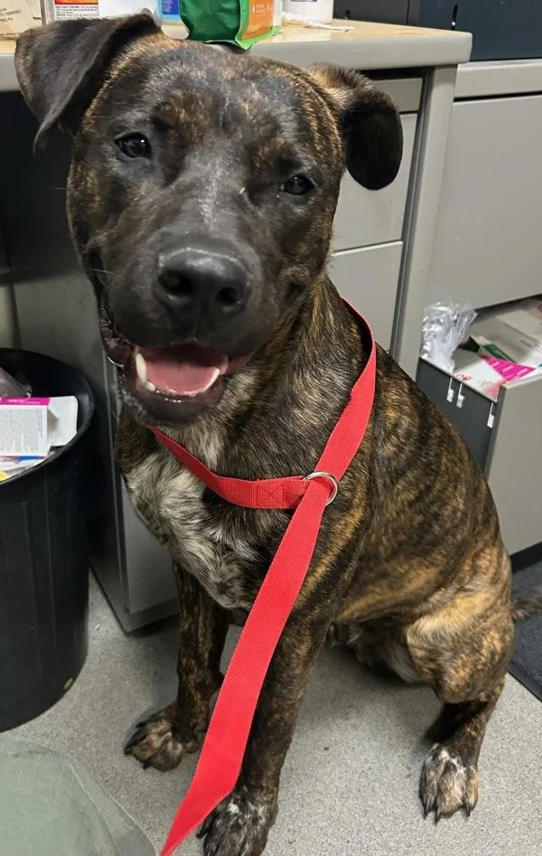 A young large-sized male American Staffordshire Terrier dog named Buster for adoption in Tulare, CA