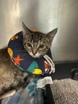 A young medium-sized female Tabby (Brown / Chocolate) Domestic Short Hair cat named Jabberwocky for adoption in Manitowoc, WI