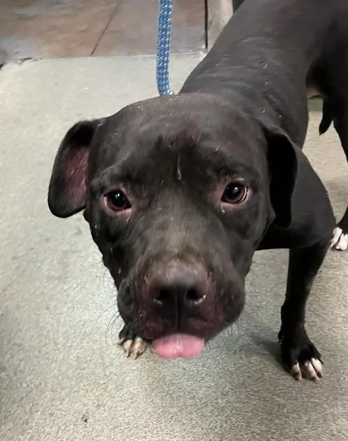 A young large-sized female Mixed Breed dog named Dove for adoption in Dallas, TX