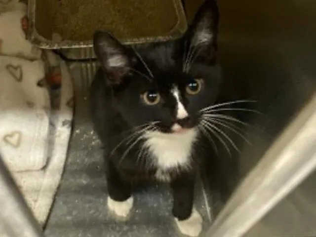 A baby small-sized male Domestic Short Hair cat named Kebris for adoption in Tustin, CA
