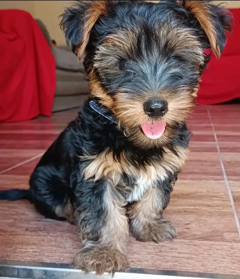 A young small-sized male Yorkshire Terrier dog named Mew for adoption in Palatine, IL