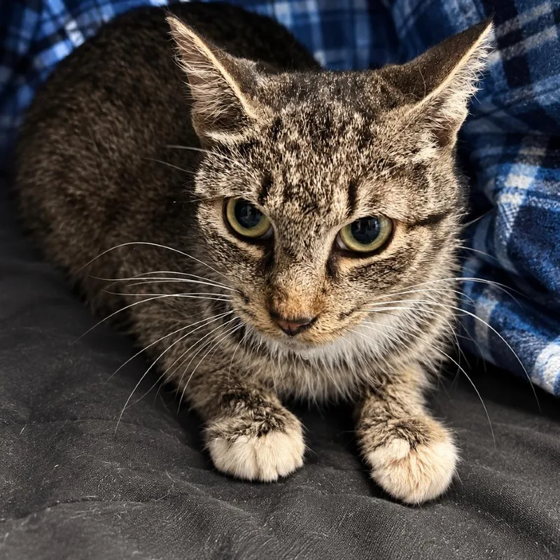 An adult medium-sized female Brown / Chocolate Domestic Short Hair cat named Cat's Pajamas for adoption in Austin, TX