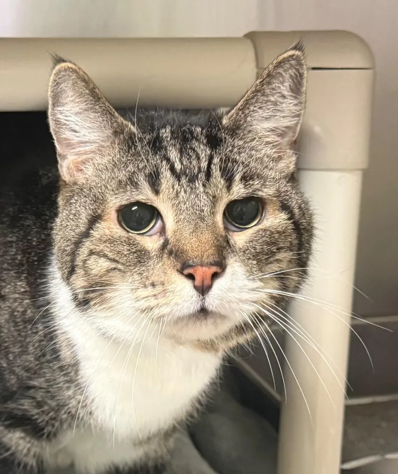 A senior large-sized male Tabby (Brown / Chocolate) Domestic Short Hair cat named Chubby for adoption in Amery, WI