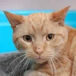 An adult medium-sized male Orange & White Domestic Short Hair cat named Tigger for adoption in Hilliard, OH