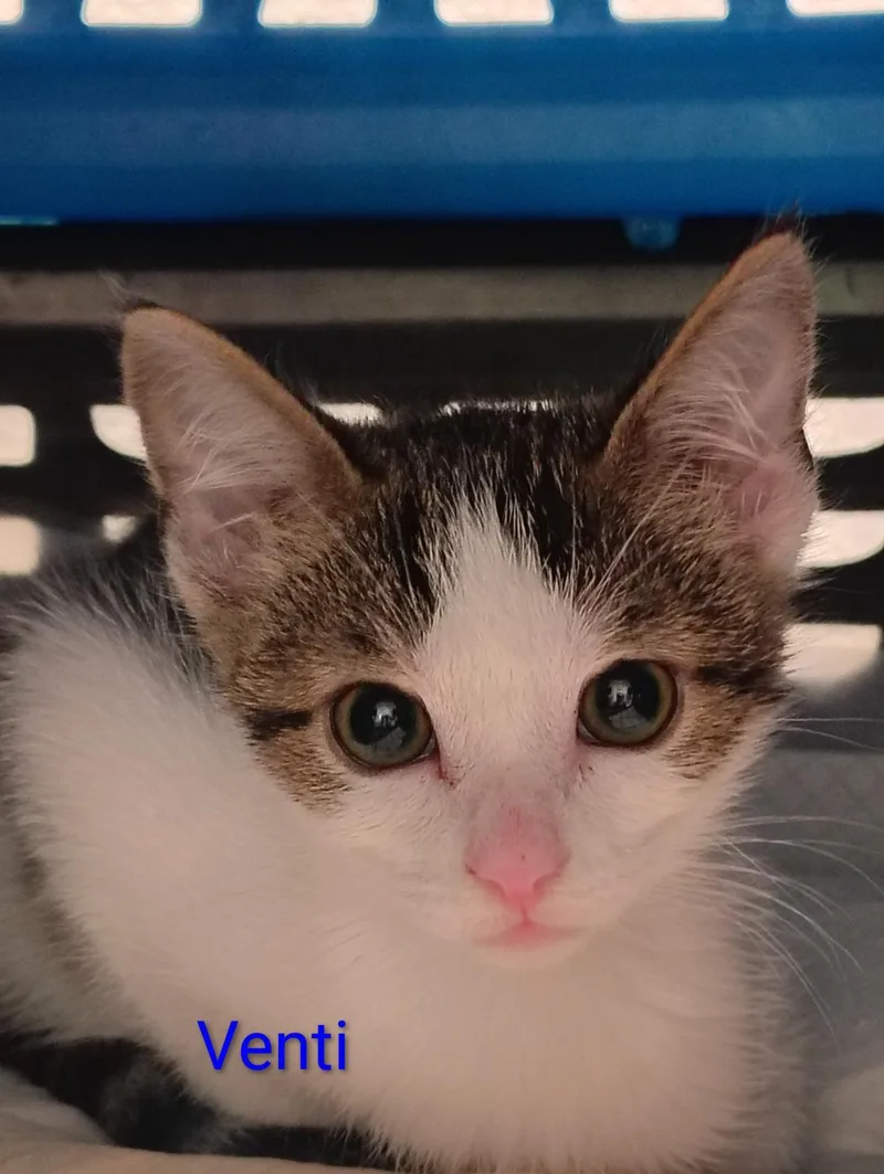 A baby medium-sized male Domestic Short Hair cat named Venti for adoption in Lincoln, CA