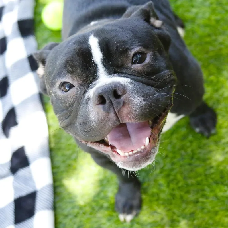 An adult medium-sized male Black Mixed Breed dog named Big Boy for adoption in Hopkinton, MA