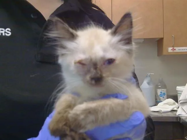 A baby small-sized female Domestic Short Hair cat named Stitch for adoption in Sacramento, CA