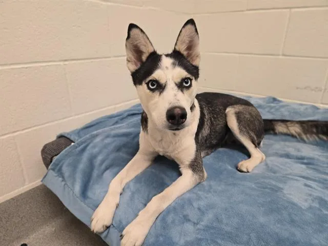 A young large-sized female Husky dog named Kinetic Energy for adoption in Auburn, CA