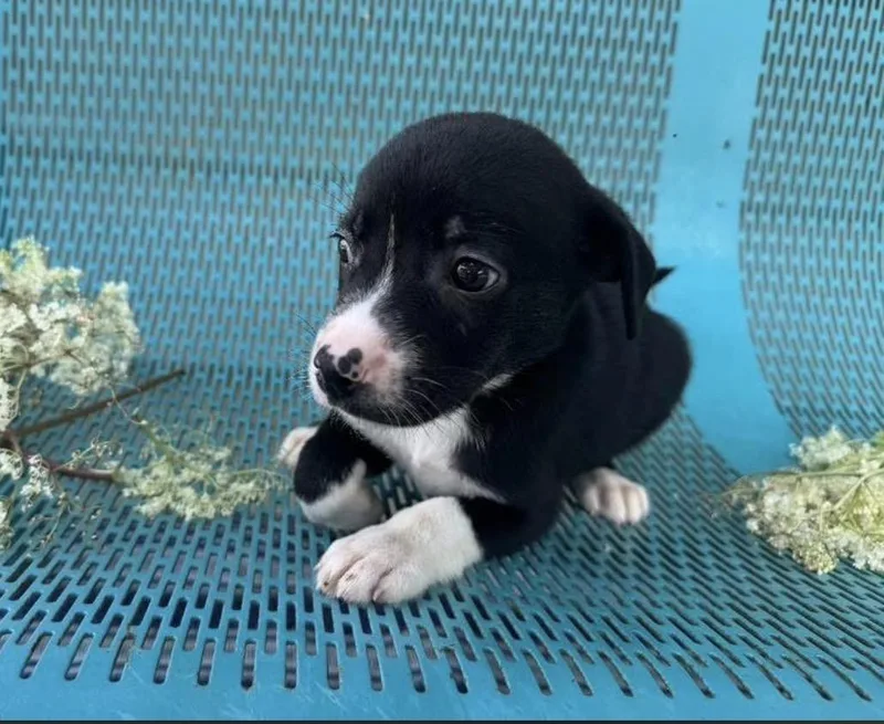 A young medium-sized male Black Labrador Retriever dog named Shadow for adoption in Vicksburg, MS