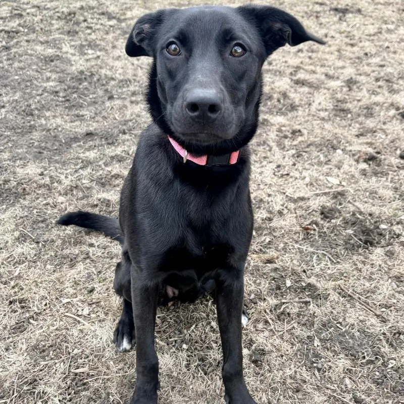 A young medium-sized female Black Mixed Breed dog named Icy Pop for adoption in Buffalo, MN