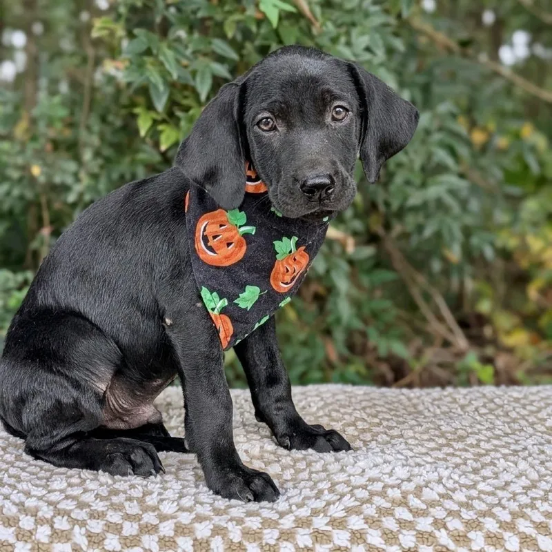 A baby small-sized male Black Labrador Retriever dog named Cornelius for adoption in Tyrone, GA