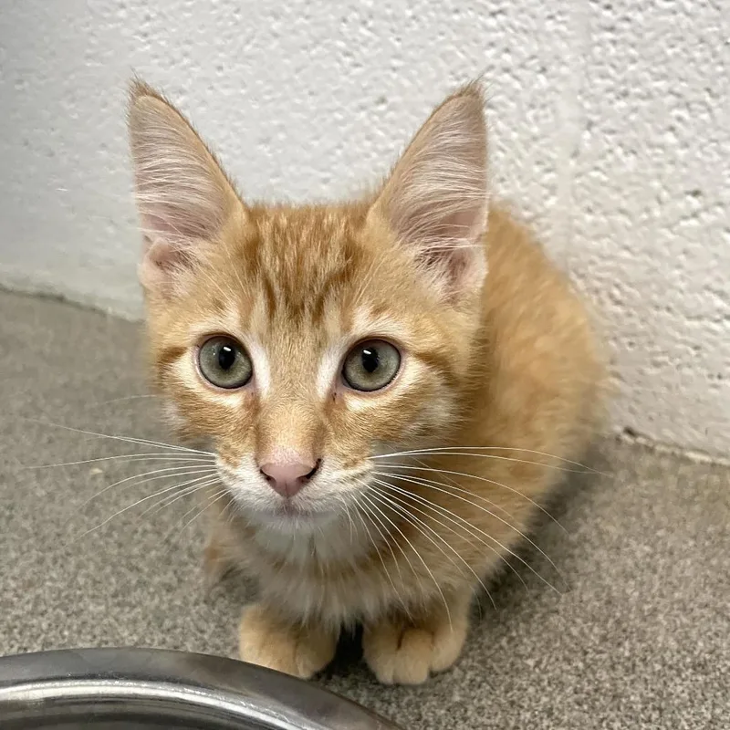A baby small-sized male Orange / Red Domestic Short Hair cat named Spotted Bee Balm for adoption in Carencro, LA