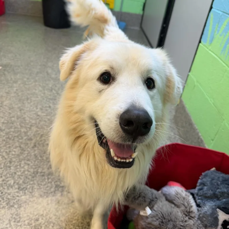 An adult large-sized male Great Pyrenees dog named Koda for adoption in Falls Church, VA