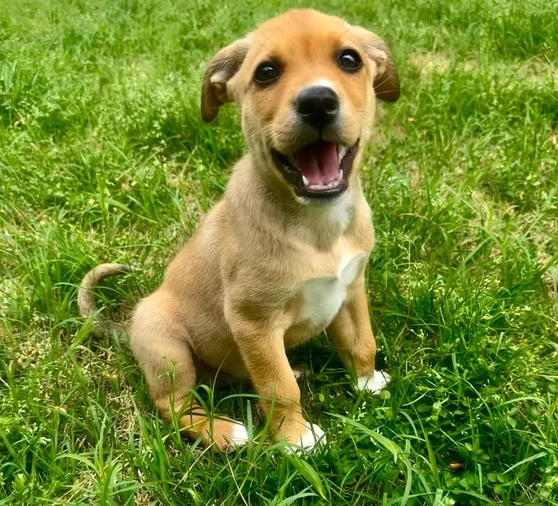 A young medium-sized female Bicolor Husky dog named Ivy for adoption in Raleigh, NC