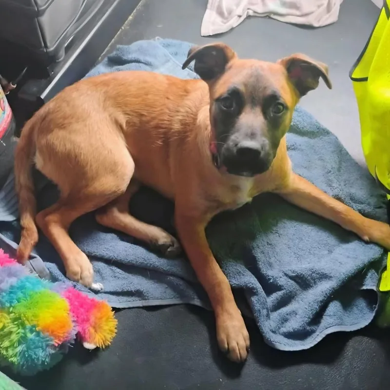 A young medium-sized female Brown / Chocolate Mixed Breed dog named Leddy for adoption in Alexandria, VA
