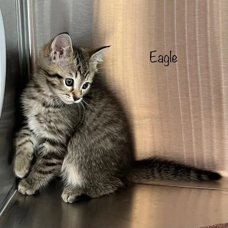 A baby small-sized female Gray / Blue / Silver Domestic Short Hair cat named Eagle for adoption in Madisonville, TN