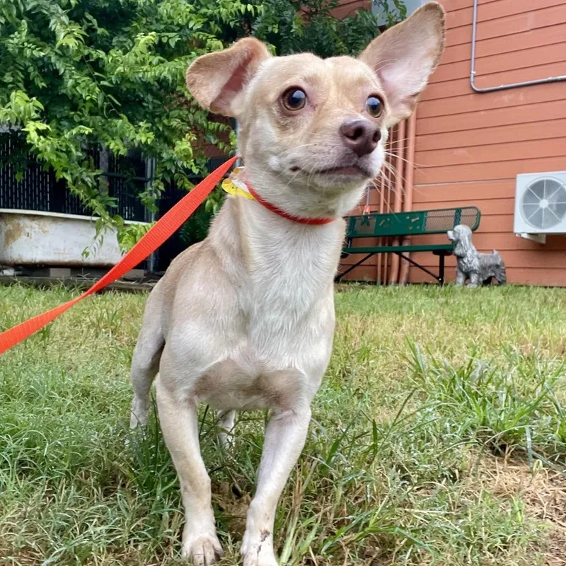 An adult small-sized male Yellow / Tan / Blond / Fawn Chihuahua dog named Mick for adoption in Wimberley, TX