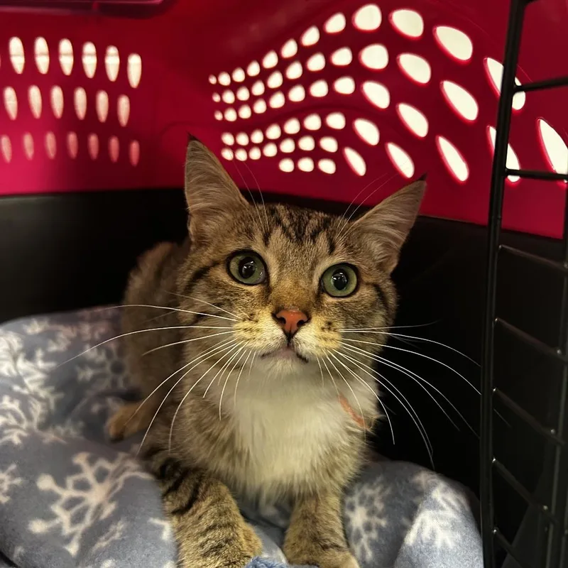 A young small-sized male Buff / Tan / Fawn Domestic Short Hair cat named Calosso for adoption in Spruce Pine, NC