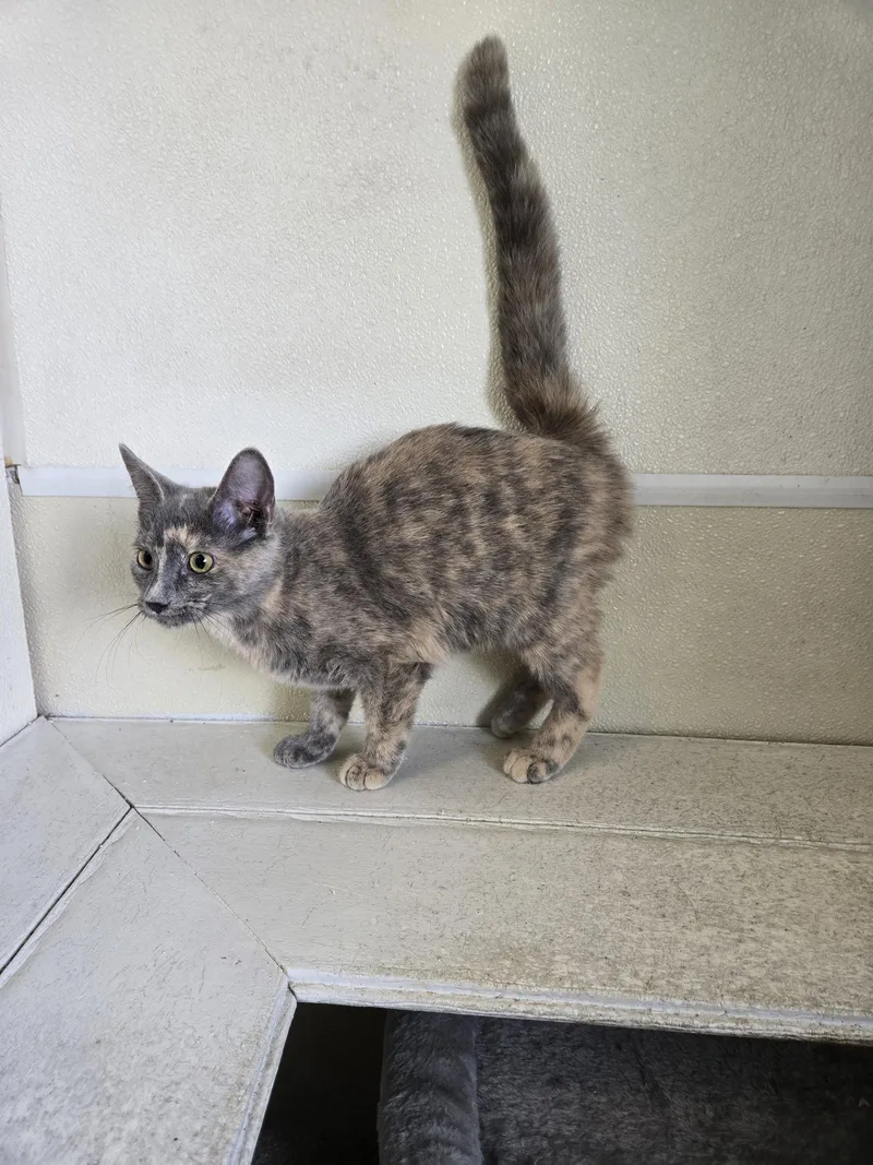 A young medium-sized female Calico cat named Nellie for adoption in Maquoketa, IA